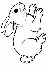 Conigli Coniglio Pianetabambini Animali Stampare Disegnare Facili Rabbit sketch template
