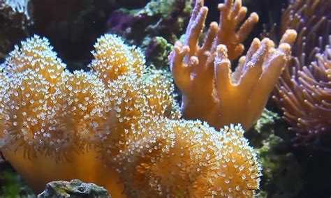 coral food  sps lps reef tank  reviews guide