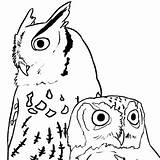 Coloring Pages Owl Them sketch template