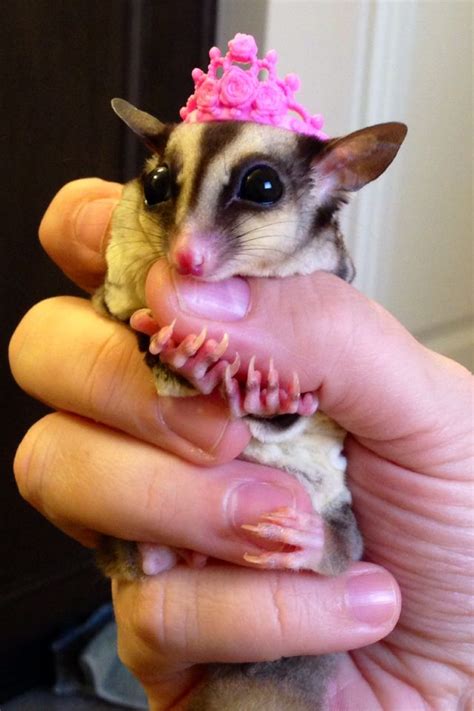 images  sugar gliders  pinterest toys pets  sugar glider toys