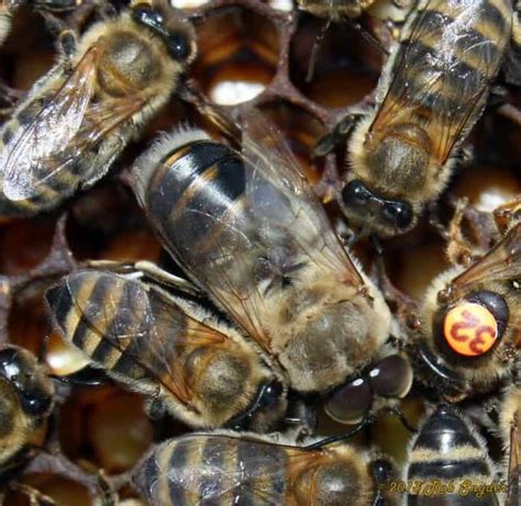 neglected drone brood bee informed partnership