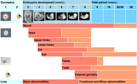 foundations lecture introduction to human development embryology