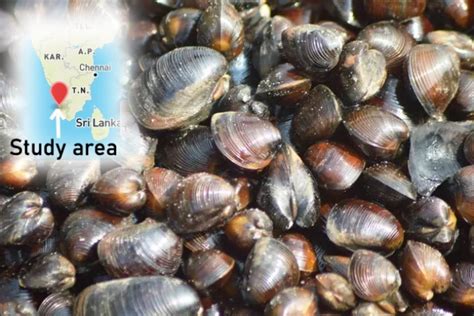 black clams provide early warning  marine pollution delhi post