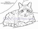 Cat Coloring Tabby Calico Printable Pages Cats Animal Painting Portrait Original Choose Board Paintings Shelter Rachel Widget Nancy sketch template
