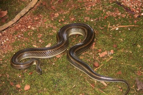 ular asli indonesia ular air pelangi enhydris enhydris