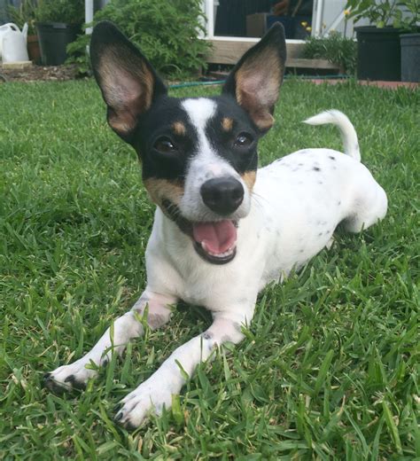 darcy mini foxy  trial  small male miniature fox terrier dog  nsw petrescue