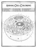 Cell Coloring Animal Worksheet Answer Key Prokaryotic Template Biology Pages Subject sketch template