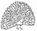 Coloring Peacock Pages Printable Kids sketch template