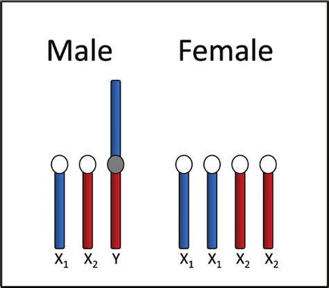 Conceptual Diagram Of Sex Chromosomes In Male And Female