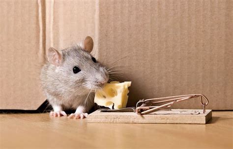 rat  haven effective methods   rid  rats   garden