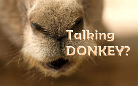 preaching talking donkey   dilemma
