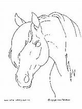 Horse Coloring Head Animal Pages Print Stronger sketch template