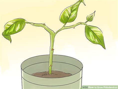 ways  grow philodendron wikihow