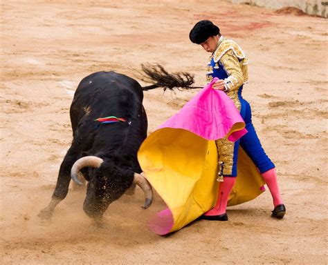 bullfighting history culture spectacle britannica