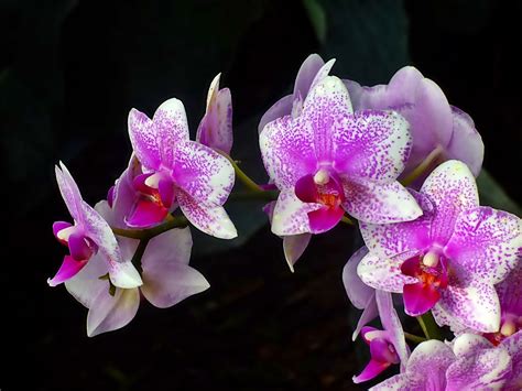 die orchideen foto bild pflanzen pilze flechten blueten