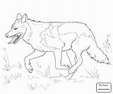 Wolf Grey Coloring Mexican Pages Gray Running Printable Drawing Head Realistic Color Print Draw Wolves Horse Kids Animals Getcolorings Ausmalbilder sketch template