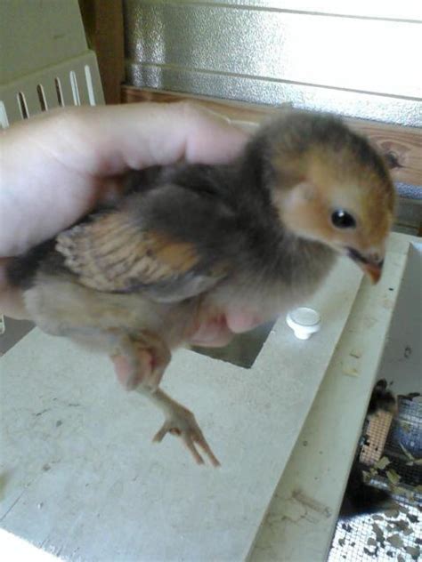 Buff Orpington X Barred Rock Results Pics Page 2