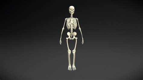 adult male skeleton buy royalty   model  mulderach