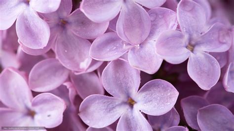 wallpaper lilac flowers petals spring  desktop