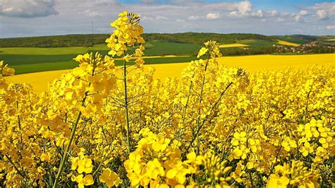 plant  grow rapeseed theinvisibleman