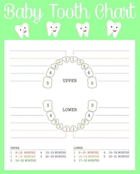 printable baby tooth chart