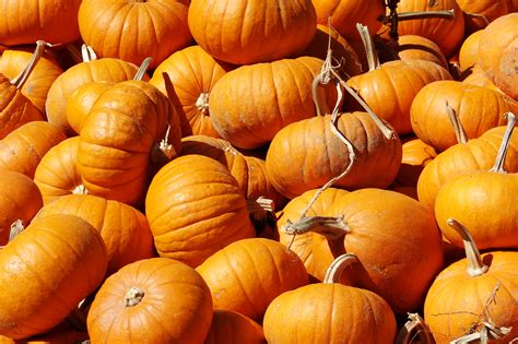 pumpkins  sale   hunter farm  year wedgwood community