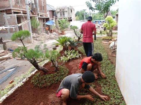 tips menanam  merawat rumput taman jitunewscom