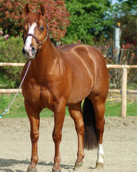 chic magnetic  sorrel reining quarter horse stallion  stud