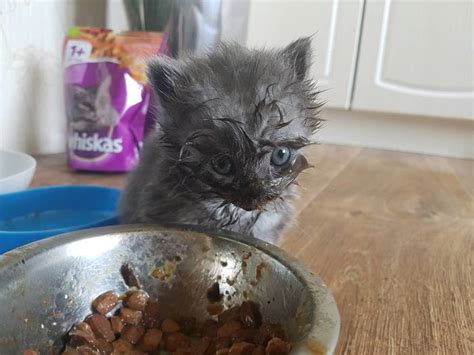 People Have Been Sharing Photos Of How Messy Their Cats Can Be When