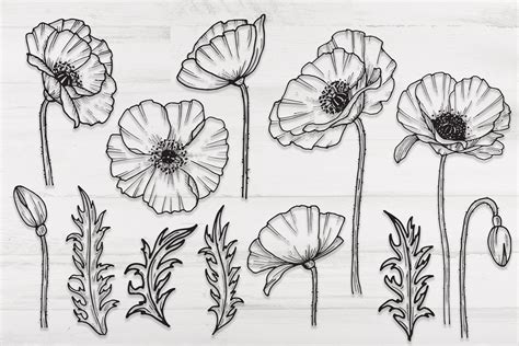 poppy flowers  leaves svg png hand drawn doodle flowers