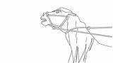 Spirit Stallion Cimarron Lineart Drawing Looking Back Deviantart Coloring Pages Line Getdrawings Character sketch template