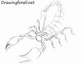 Draw Learn Scorpion Drawingforall Ayvazyan Stepan sketch template
