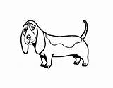 Basset Hound Coloring Drawing Pages Coloringcrew Getdrawings sketch template