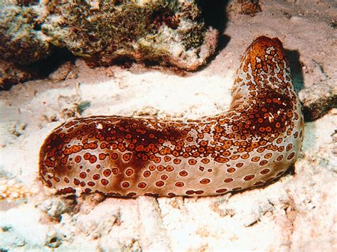Why The Monster Doesn’t Eat Sea Cucumbers Feed The Monster