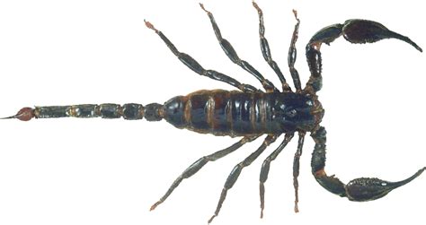 scorpion png