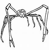 Spider Crab Coloring Pages Japanese Scary Color Printable Designlooter Drawings Getcolorings Funny 612px 21kb sketch template