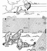 Dierentuin Kleurplaten Leeuw Luipaarden sketch template