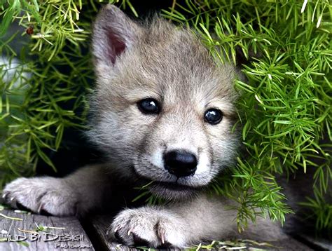 cute baby wolf wallpaper wallpapersafaricom