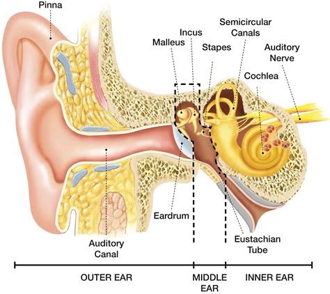 speech language pathology audiology hearing disorders   outer ear