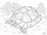 Tortoise Tortuga Ausmalbild Tortue Schildpad Dibujo Rusa Printen sketch template
