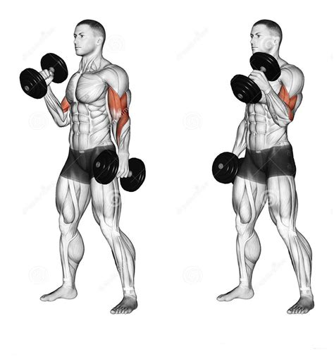 dumbbell hammer curls fitness workouts exercises