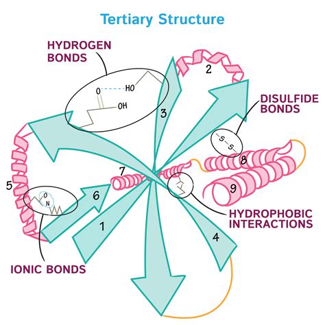 biochemistry glossary protein structure class  tertiary draw