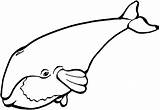 Whale Blue Drawing Cute Coloring Pages Shark Netart Search Clipartbest Getcolorings Getdrawings Colorings sketch template