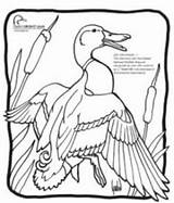 Coloring Wetlands Getcolorings Bald Eagle sketch template