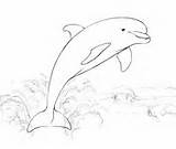 Delfin Dolphin Delfine Ausdrucken Ausmalbild Springt Delfino Malvorlagen Acqua Dolfijnen Dolphins Delfini Stampare sketch template