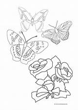 Butterfly Roses Butterflies Rose Coloring Pages Drawing Three Color Bouquet Sheet Two Next Getdrawings Clipartqueen Flowers sketch template