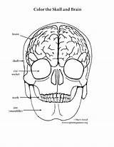 Skull Coloring Brain Pages Anatomy Human Pdf Printable Getcolorings Side Right Elementary Getdrawings Print Drawing Color Book Sheet Colorings sketch template