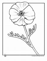 Poppy Coloring Flower Pages Flowers Poppies Colouring Sheets Anzac Print Water Kids Library Clip Clipart Nature Activities Printable Jr Popular sketch template