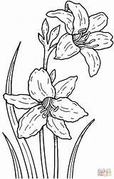 Kolorowanki Flores Narcisos Daffodil Blumen Narciso Orchideen Kwiaty Malvorlage Malvorlagen Sketches Narcissus Zwei Kolorowanka Printable Druku Daffodils sketch template