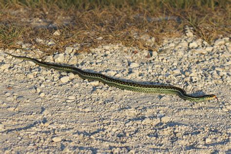 common gartersnake florida snake id guide